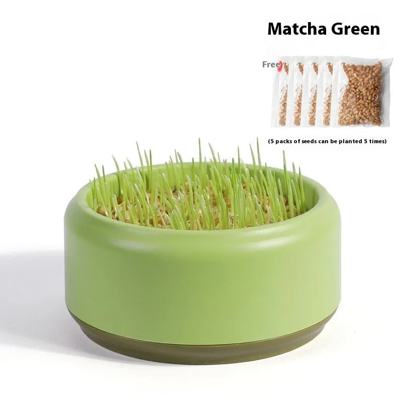 Hydroponic cat grass kit with plastic growing cup and five seed packs for soilless indoor pet grass cultivation