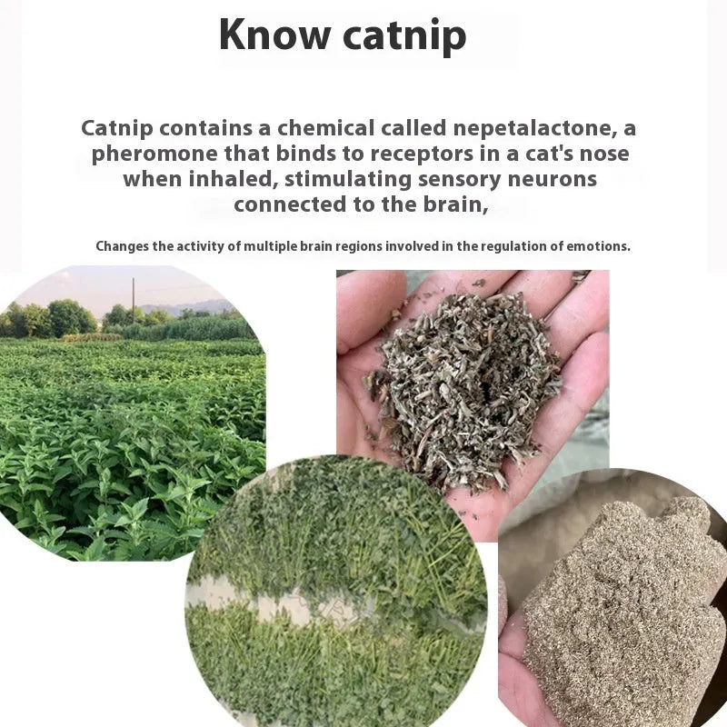 Single catnip tea bag 1 gram in non-woven fabric white background